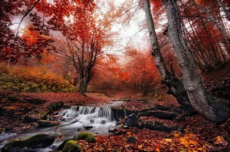 Forest Stream Autumn Nature Hd Wallpaper Peakpx