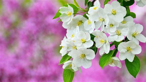 Maybe you would like to learn more about one of these? Spring Wallpapers 1920x1080 - Wallpaper Cave