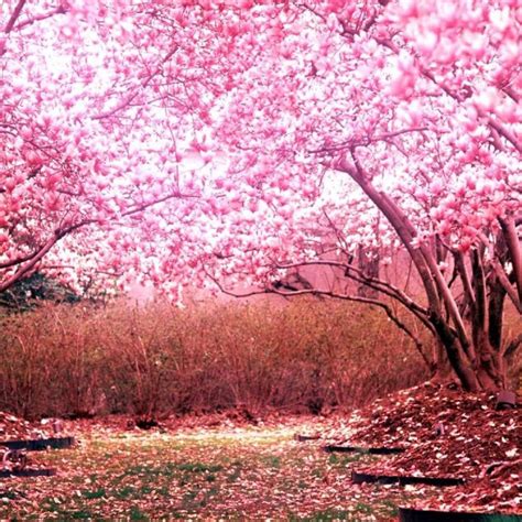 10 Best Cherry Blossom Wallpaper Desktop Full Hd 1920×1080