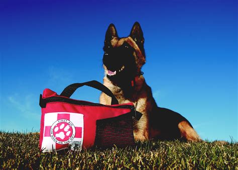 Your Pet First Aid Kit Could Save a Life | Healthy Paws ...