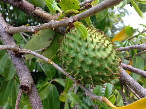Yellow custard apple trees green custard apple trees tomato tree jackfruit trees jujubes trees musuku trees and many more. Daleys Fruit Tree Blog: Soursop Tree for Sale in Australia
