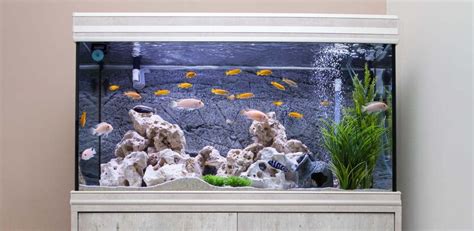 Best 40 Gallon Fish Tank In 2023 Breeder And Display