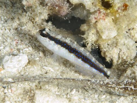 Striped Goby Stock Photo Image Of Asterropteryx Fish 158370176