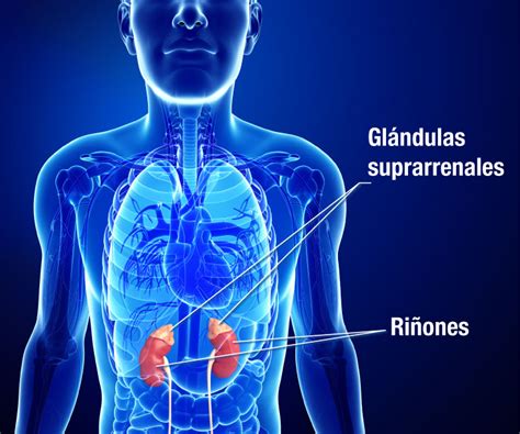 Definici N Y Hechos De La Insuficiencia Suprarrenal Y Enfermedad De Addison Niddk