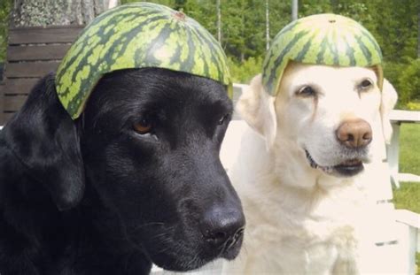 Dogs With Watermelons Rfunny