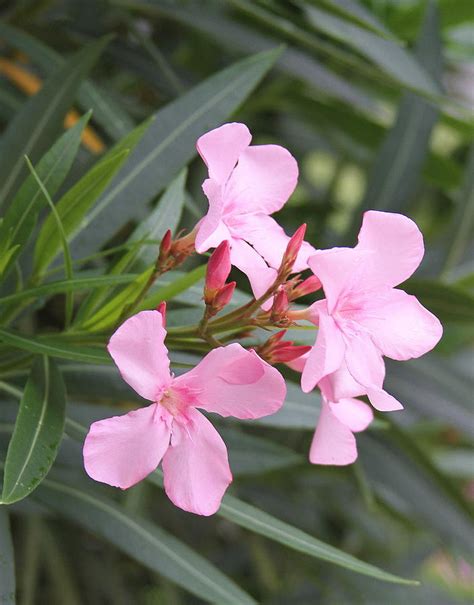 Pink Oleander Photograph By Cathy Lindsey