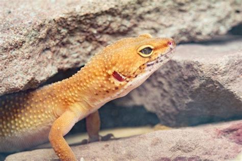 Best Lizards For Pets 4 Great For Beginners Petshoper Geckos