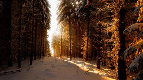 Wallpaper Germany Winter Snow Forest Sun Rays 2560x1600 Hd Picture