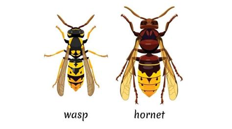 Hornets Vs Yellowjackets How To Tell These Two Wasps Apart