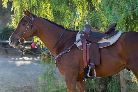 Choosing The Best Reins For Your Horse Marys Tack And Feed