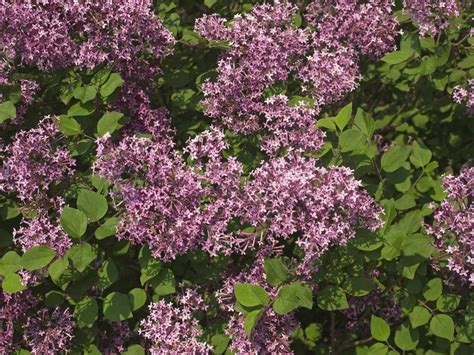 Bloomerang Lilac Care And Growing Guide