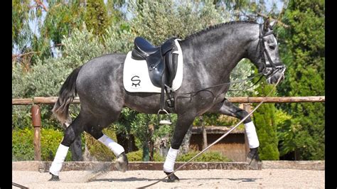 Check spelling or type a new query. NILO SU - ANDALUSIAN HORSES FOR SALE - Two months ...