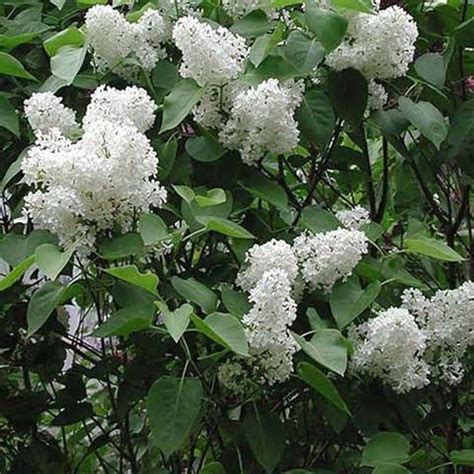 Onlineplantcenter 1 Gal White Common Lilac Shrub S368212 The Home Depot