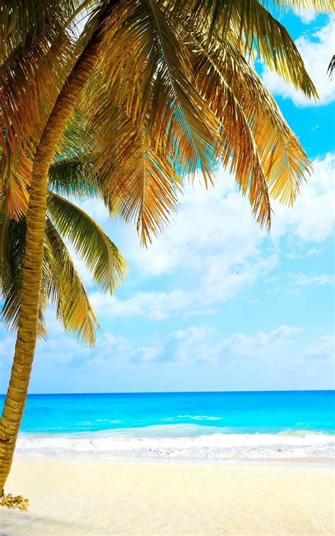 Free Download Palms Vacation Tropical Sea Paradise Beach Ocean