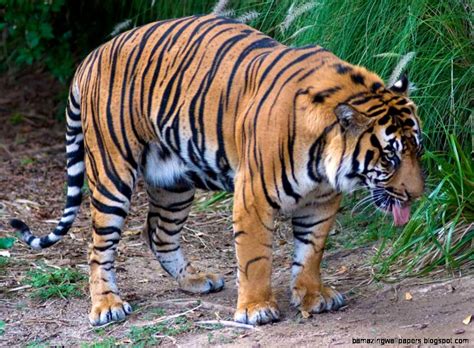 Wild Animals Pictures Tiger Amazing Wallpapers