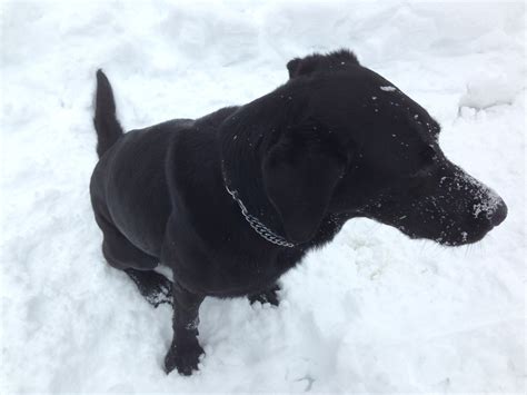 Free Images Snow Winter Puppy Weather Black Monochrome