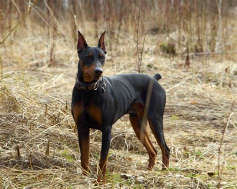 German Pinscher Full Profile History And Care