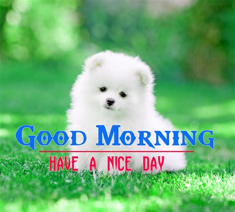 183 Cute Dog Puppy Good Morning Images Photo Pictures Download