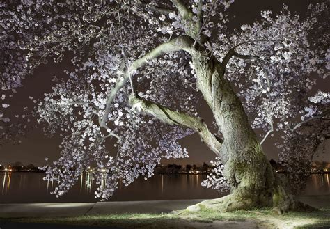 Gorgeous Light Paintings Of Dcs Cherry Blossoms At Night The