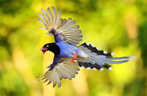 Taiwan Blue Magpie “long Tailed Mountain Lady” Charismatic Planet