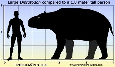 Top 10 Megafauna Diprotodon The Giant Wombat That Lived In