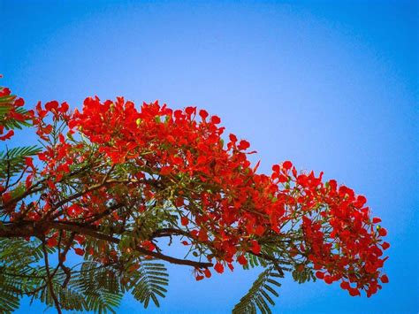 Hình ảnh đẹp Về Hoa Phượng Vĩ đỏ Tuyệt đẹp