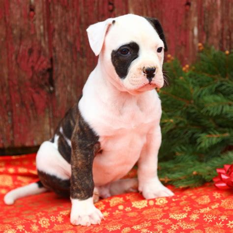 Puppies 'n love | arrowhead towne center. Puppy Breeds for Sale - Animal Kingdom | Puppies N Love