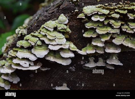 White Rot Fungus Stock Photo Alamy