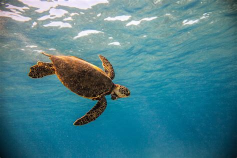 Where To See Turtles On Oahu Hawaii Journey Era