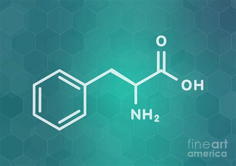 Phenylalanine Amino Acid Molecule Photograph By Molekuulscience Photo
