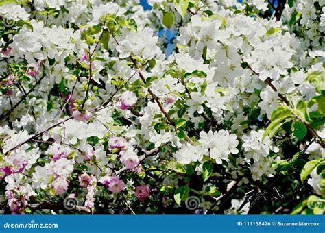 Springtime Fruit Tree Blossoms In Alberta Canada Stock Photo Image Of