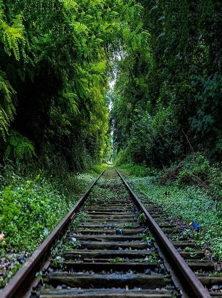 Railroad Tracks Lush Green Forrest Printed Backdrop 6347