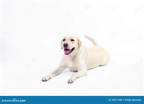 Golden Labrador Retriever On A White Background Stock Photo Image