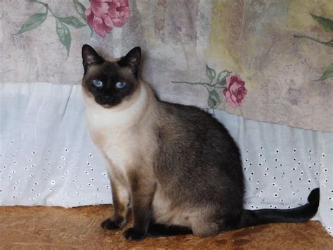 Change Of Eye Color In A Siamese Cat