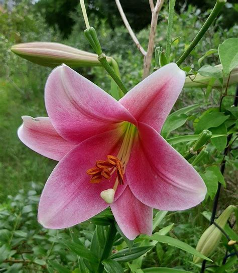 Lily Lilium Pink Heaven In The Lilies Database