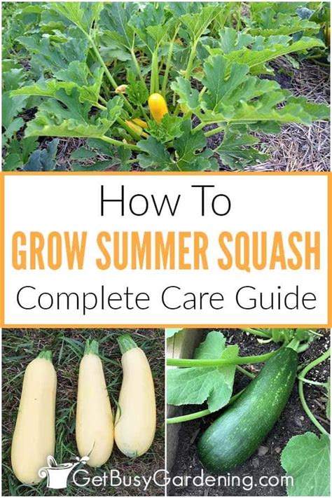 Growing Summer Squash Complete How To Guide Get Busy Gardening