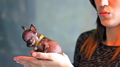 The Smallest Dog Breeds In The World