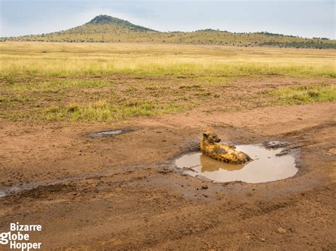 How To Find The Best Wildlife Sightings In Serengeti