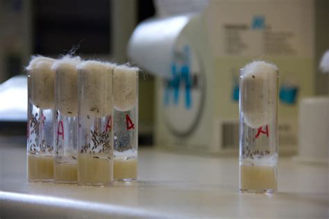 1 mendelian genetics in drosophila lab objectives: Animals in research: Drosophila (the fruit fly)