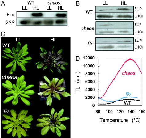 Early Light Induced Proteins Protect Arabidopsis From Photooxidative