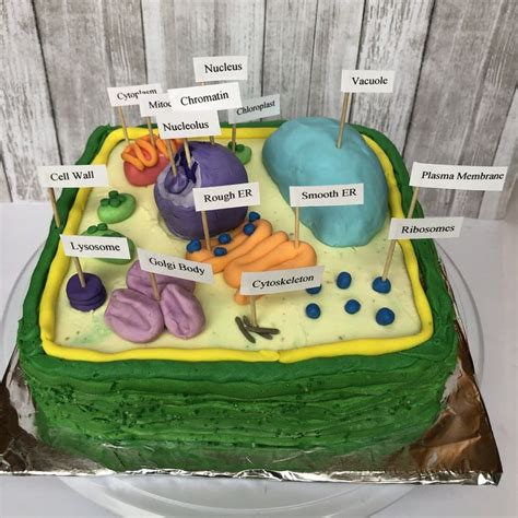 A Plant Cell Cake I Made For A Biology Project Plant Cell Cake