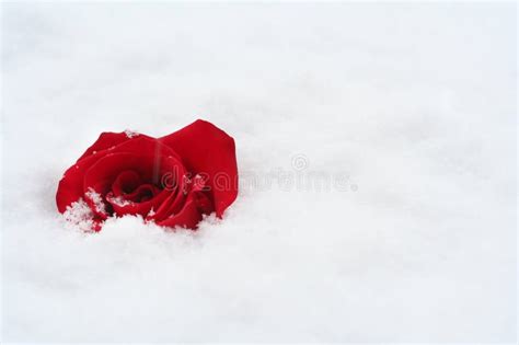Red Rose In Snow Stock Photo Image Of Petals Bloom 17162030
