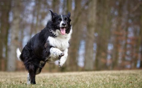 The 6 Smartest Dog Breeds Dog Breeds Dr Marty Pets