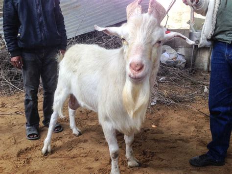 A Hermaphrodite Goat Could Be The Ultimate Scapegoat Goats And Soda Npr