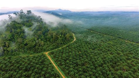 Malaysia, indonesia, liberia, and papua new guinea & solomon islands. Plantation Forests Drive Sustainability Efforts - Farmfolio
