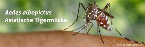 We did not find results for: Asiatische Tigermücke (Aedes albopictus) - Biogents AG