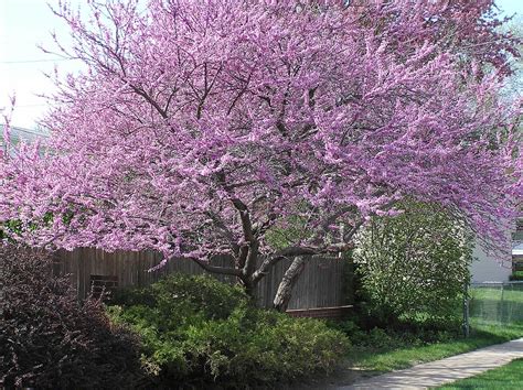 Pictures Of The Beautiful Spring Flowering Ornamental Redbud Tree