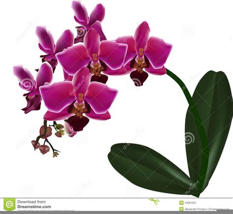 Orchids Clipart Free Free Images At Vector Clip Art