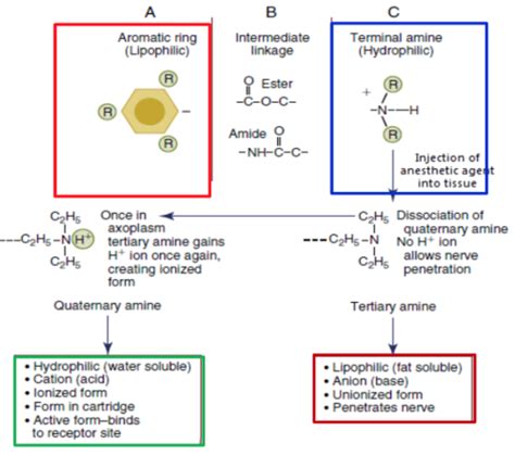 Chapter Pharmacology Of Local Anesthetic Agents Flashcards Quizlet