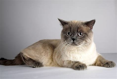 The British Shorthair Cat Breed Information Pets World
